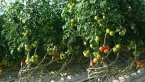 Improve Your Greenhouse Produce Marketing Skills