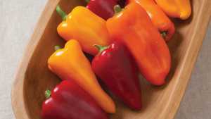 Johnny’s Selected Seeds Showcases Four Vegetable Varieties