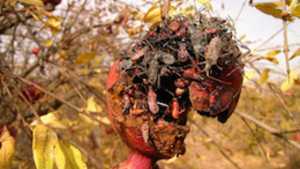 Spring Means Monitoring And Control Of Leaffooted Bugs In Almonds