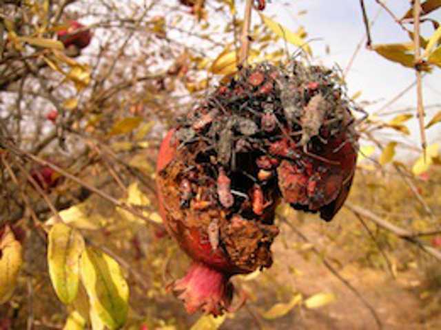 Spring Means Monitoring And Control Of Leaffooted Bugs In Almonds Growing Produce