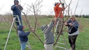 Fruit Growers Speak Out In Favor Of Immigration Reform