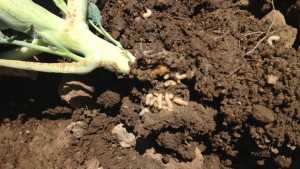 Battlefield Shifts To Soil Pest Control