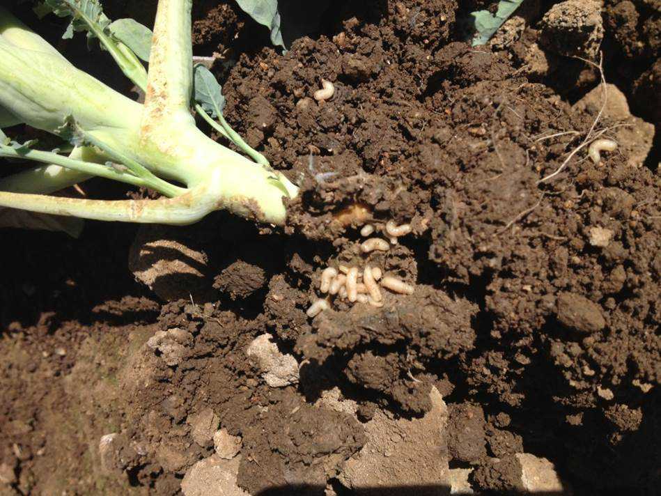 Battlefield Shifts To Soil Pest Control