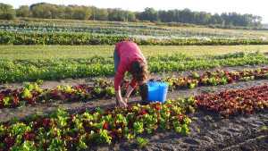 USDA Funds Used To Start Minnesota Farm