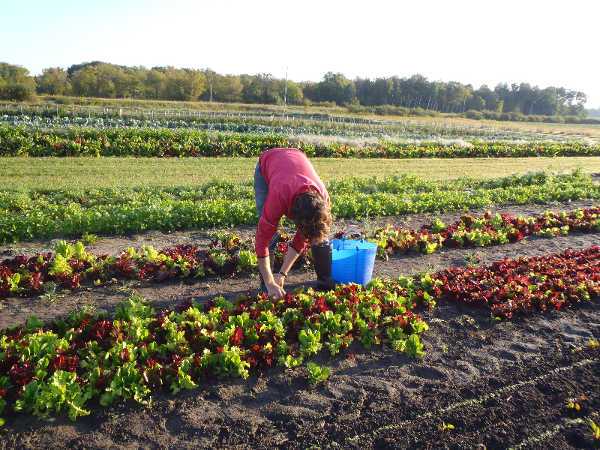 Gain Control Of Pests In Organic Farming