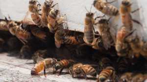 USDA To Provide $4 Million For Honey Bee Habitat