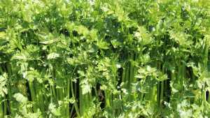 E. Coli Outbreak Linked To Celery