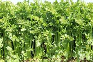 celery close up