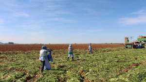 Western Growers President Speaks Out About Passage Of California Labor Bill