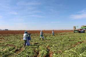celery harvesting