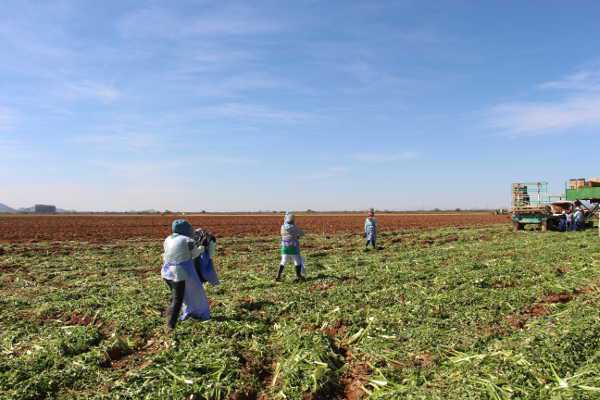 celery harvesting