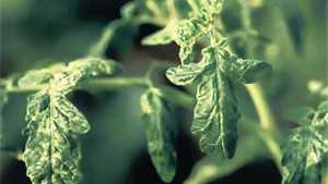 Don’t Take Chances With Chino Del Tomate Virus