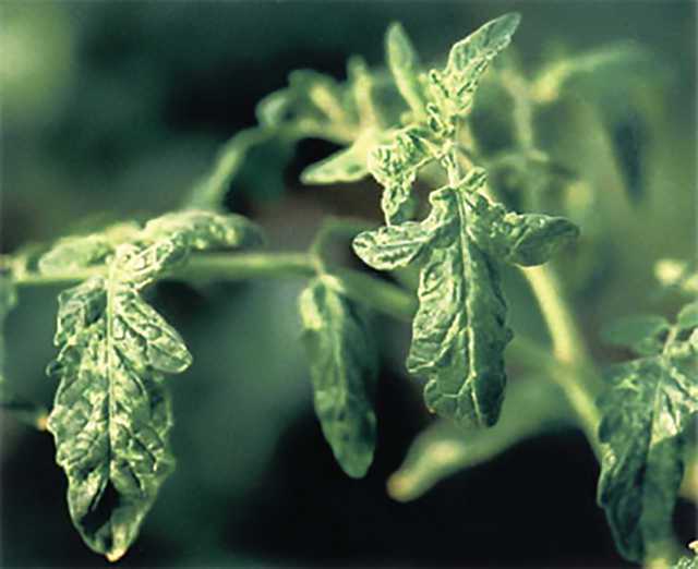 Don’t Take Chances With Chino Del Tomate Virus