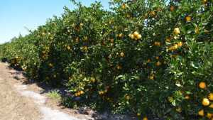 Florida Citrus Crop Besieged By Sinking Feeling