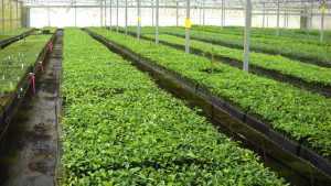 High Pressure Building In Need For Citrus Trees