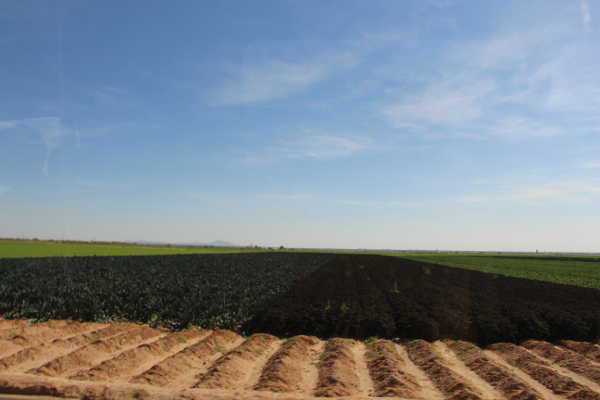 colored kale