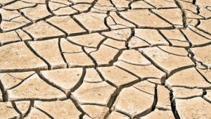 Short on Water, Florida Growers Know How to Dig Down Deep