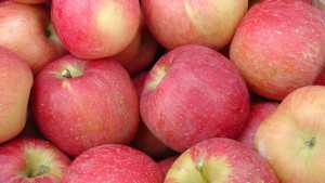 Apples Off To Slow Start In September