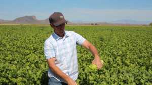 Carrot, Celery Harvests Part Of Rousseau Farm’s Guided Tour