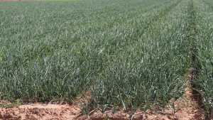 Study Reveals Vidalia Onions Represent More Than 60% Of Sweet Onion Sales