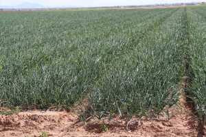 onion field