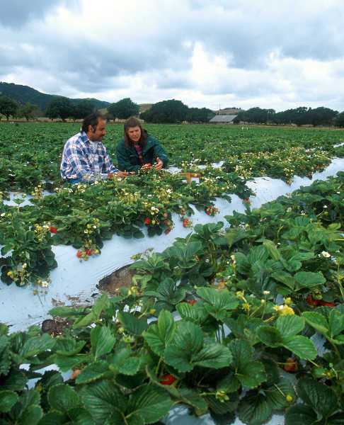 Biocontrol Nematodes Help Keep Strawberry Pest In Check