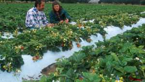 Mississippi State University Offers Strawberry Short Course For Commercial Growers