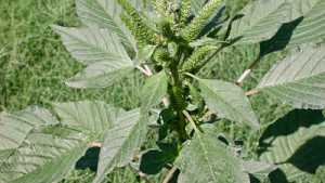 Study Shows Fall Weed Controls Can Impact Glyphosate-Resistant Palmer Amaranth