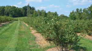 Low Blueberry Yields, Cane Collapse Due To Winter Injury