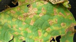 Options To Control Downy Mildew In Cucumbers