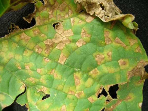 Options To Control Downy Mildew In Cucumbers