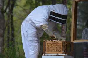 Bayer Bee Care Center