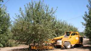 Almond Acreage Up Slightly