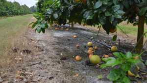 Sizable Tumble Tallied In Latest Florida Citrus Crop Forecast