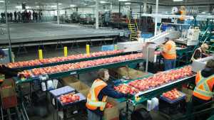 Fruit Processor To Expand Operations In Virginia