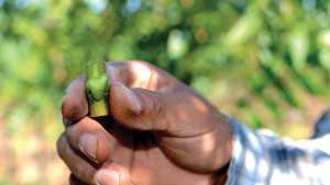 How To June Bud Walnuts