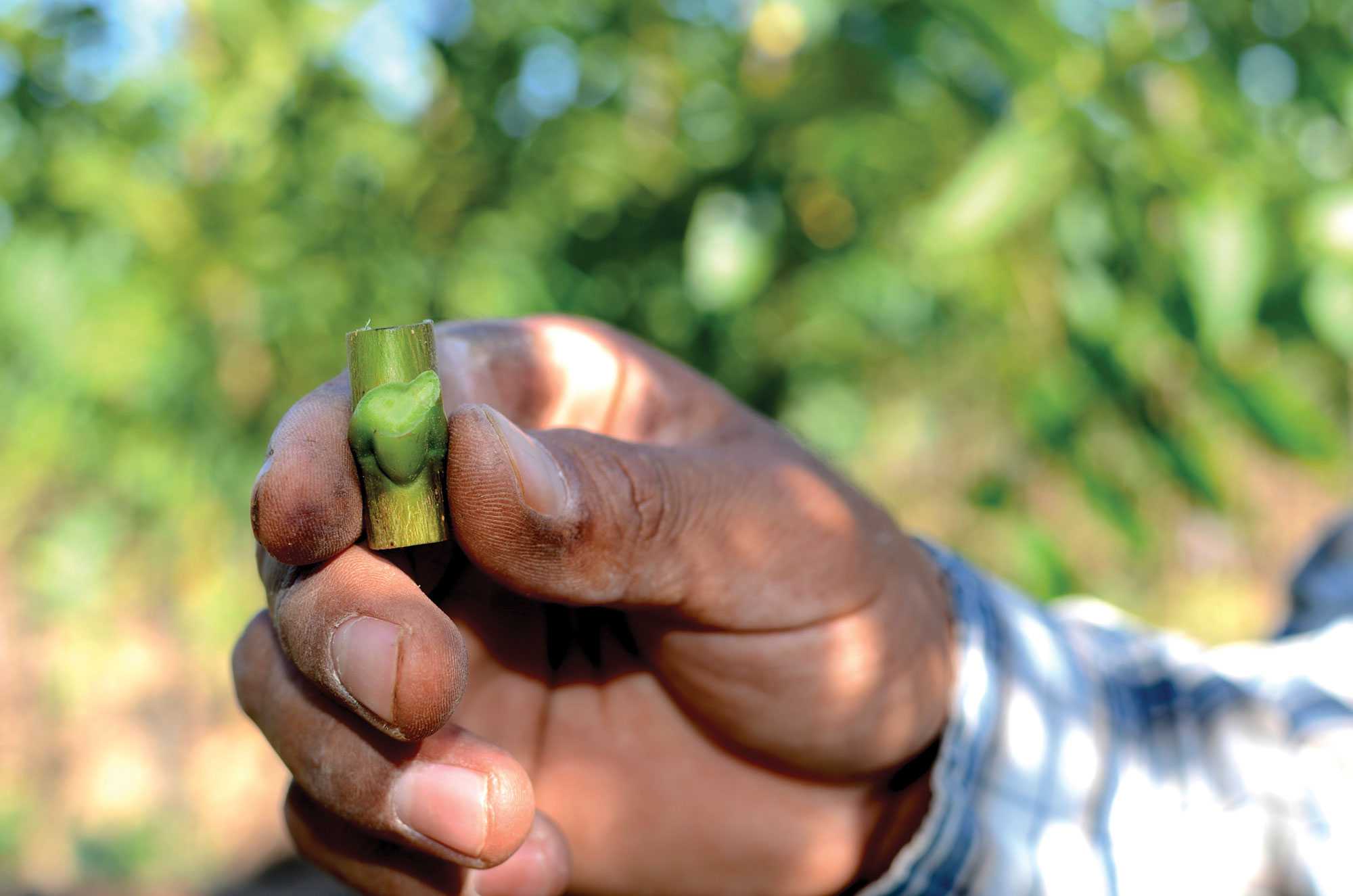 How To June Bud Walnuts