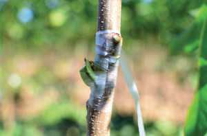 June Budding 8