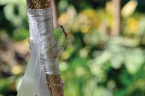 June Budding 9