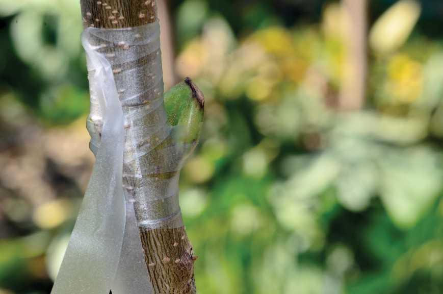 June Budding 9