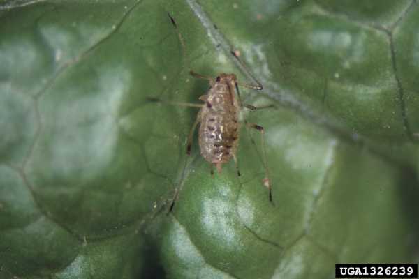 Lettuce aphid_WR