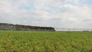 Sustainability Is A Way Of Life For Vegetable Producer Okray Family Farms