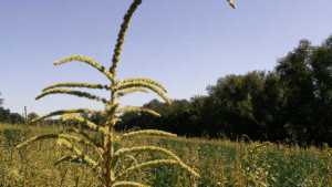 EPA Says Glyphosate Not Likely To Cause Cancer