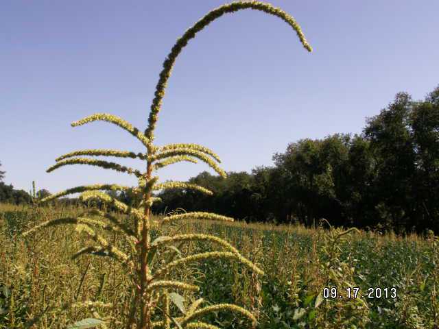 EPA Says Glyphosate Not Likely To Cause Cancer