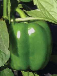 Pepper #1