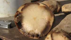 Maintain Quality In Potato Storage
