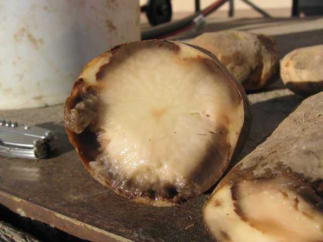 Maintain Quality In Potato Storage