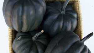 Clifton Seed Co. Presents Its Latest Varieties