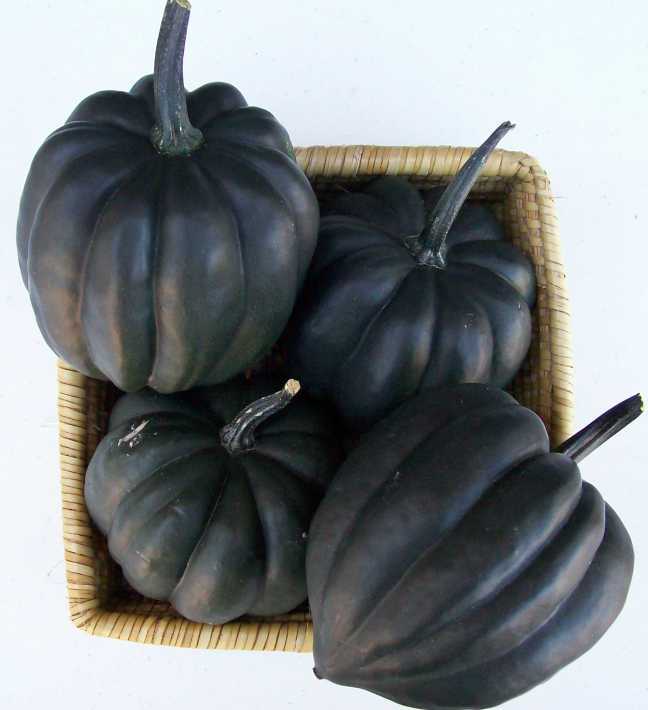 Clifton Seed Co. Presents Its Latest Varieties Growing Produce