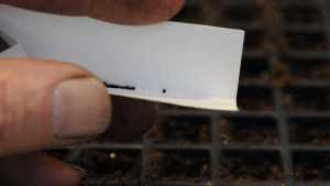 New Vegetable Varieties Available For Free To Growers